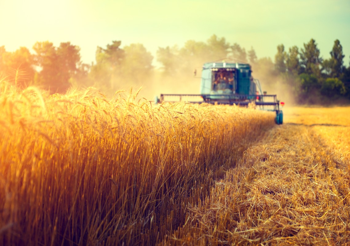 Wheat fields cross contamination